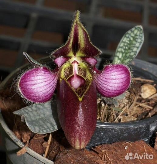 Орхидея Вьетнам: Пафики