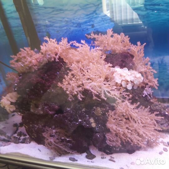 Продам морской аквариум с камнями и рыбками