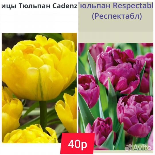 Луковицы тюльпанов