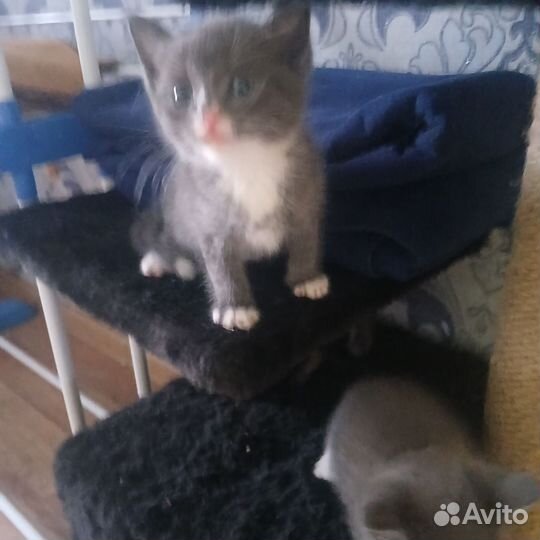 Отдам кота в добрые руки