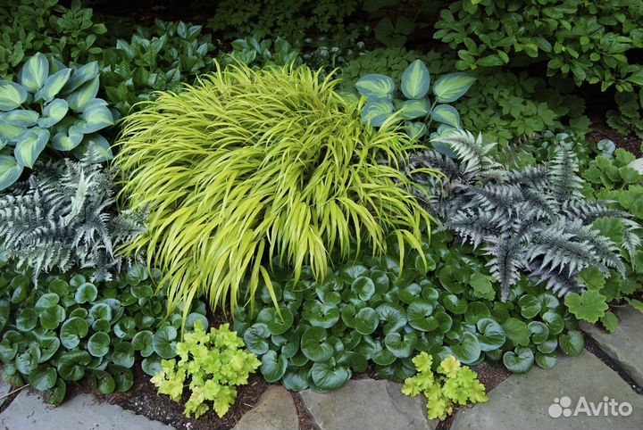 Растения для сада и дачи