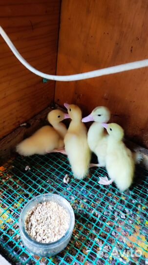 Утята Мускусной белой индоутки. Инкубационное яйцо