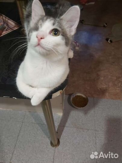 Кошка в дар