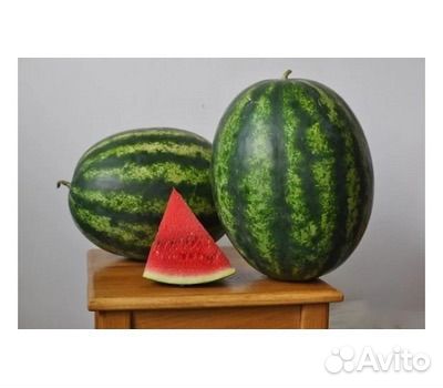 Арбуз Талисман