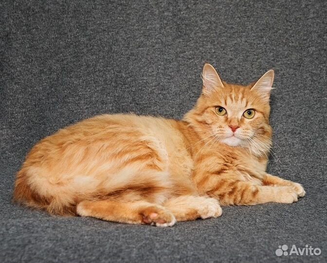 Рыжий кот в добрые руки