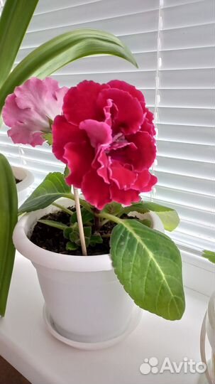 Продается глоксиния цветок