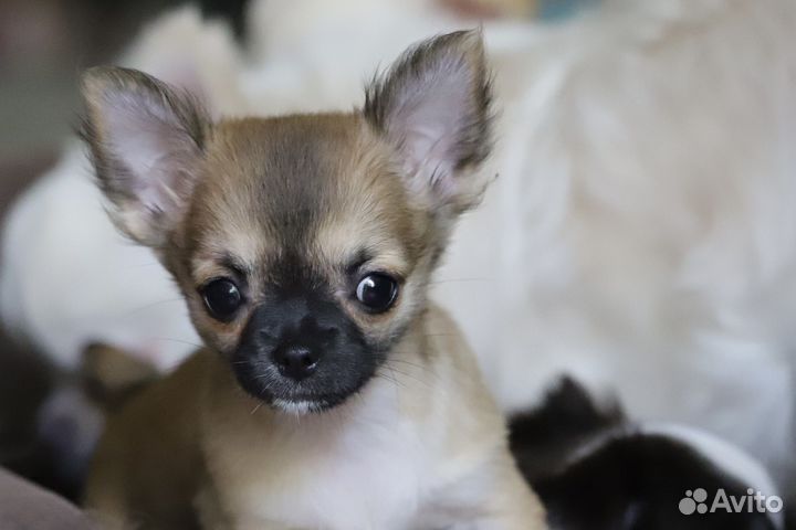 Щенки чихуахуа