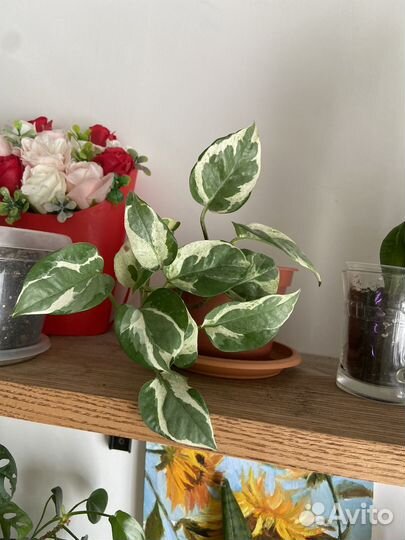 Эпипремнум н джой