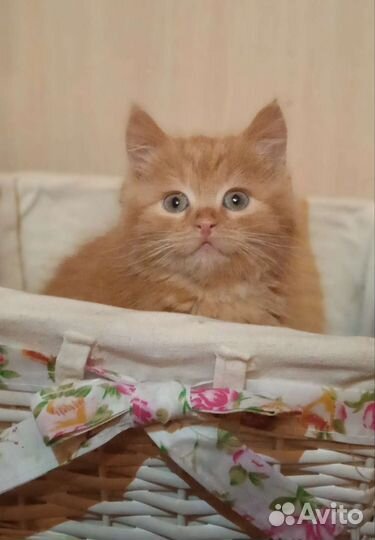 Котята рыжие бесплатно