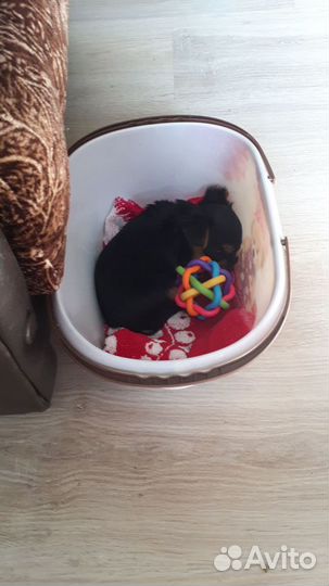 Щенки йорка мини