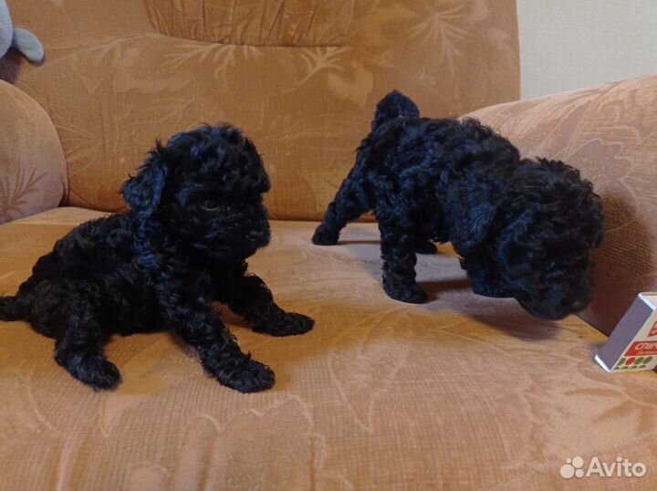 Щенки карликового пуделя