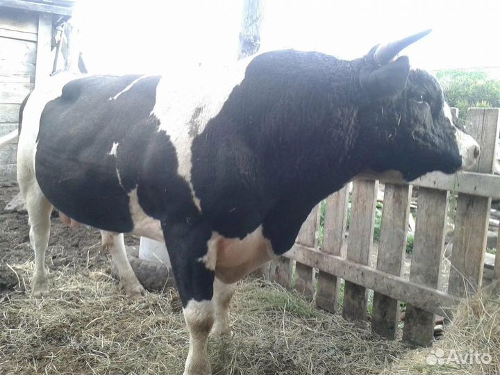 Телята бычки на откорм