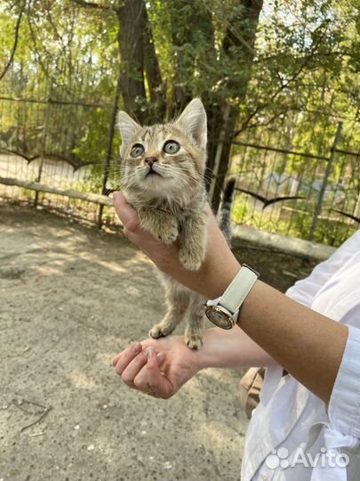 Кошка котенок котик