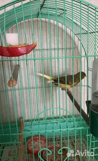 Кенара и канарейки