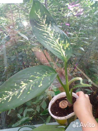 Диффенбахия разные сорта