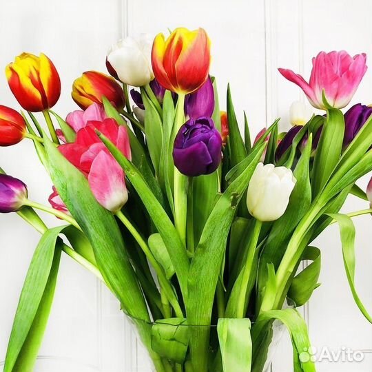 Тюльпаны в Горно-Алтайске