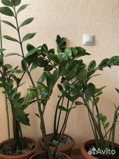 Замиокулькас