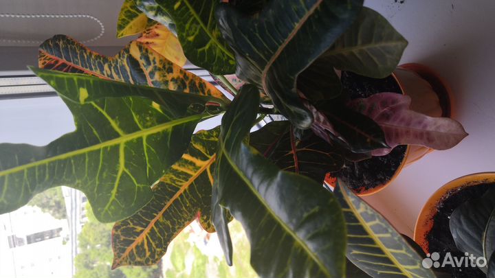 Цветок Кротон Петра