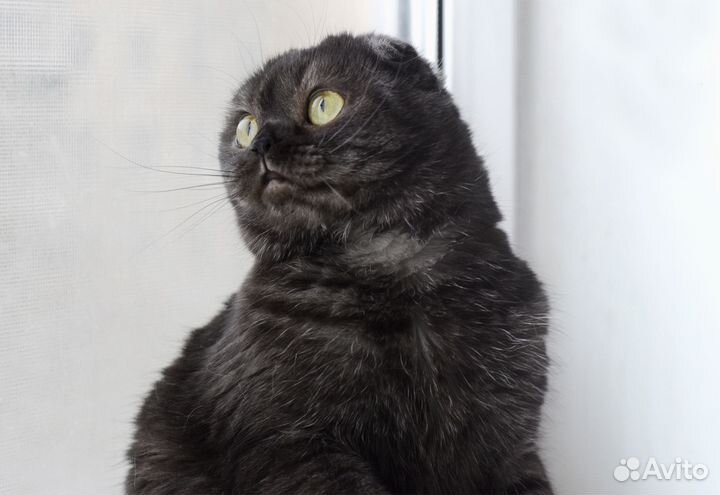 Шотландская вислоухая кошечка (скоттиш-фолд)