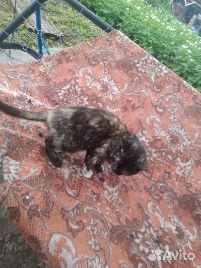 Кошка в добрые руки почти 1 год исполнился