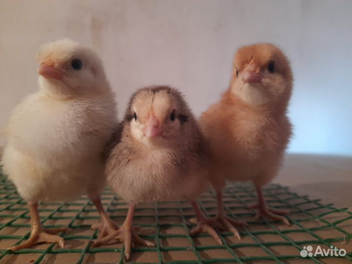 Цыплята от породистых кур. Гусята