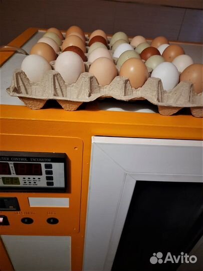 Цыплята,квочка,курочки, петушки,гусята