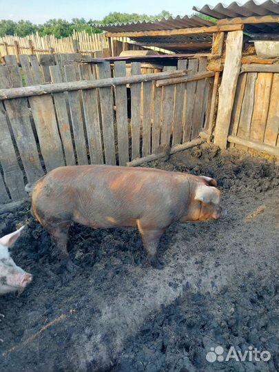 Услуги хряка