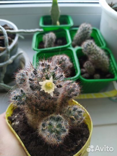 Кактус цветущий