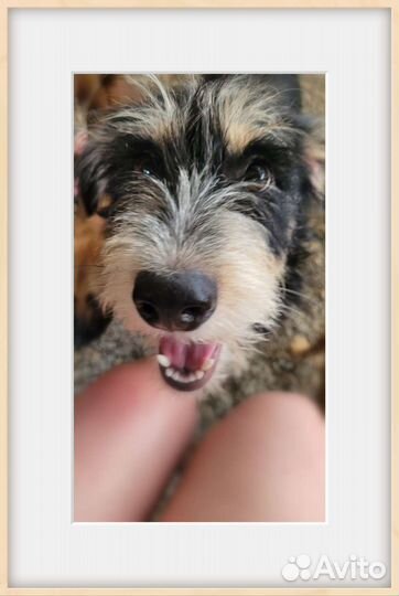 Мелкая девочка в добрые руки