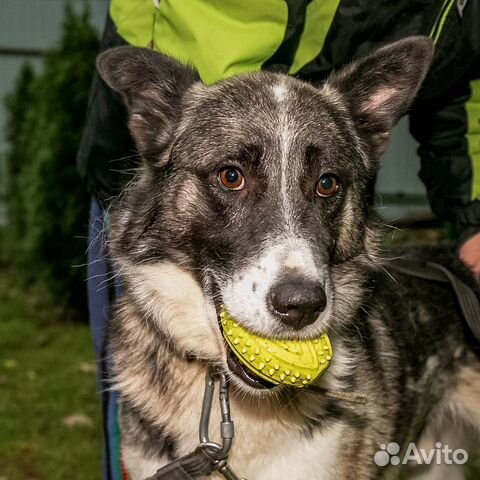 Бывшедомашний пес, нужен дом, в добрые руки
