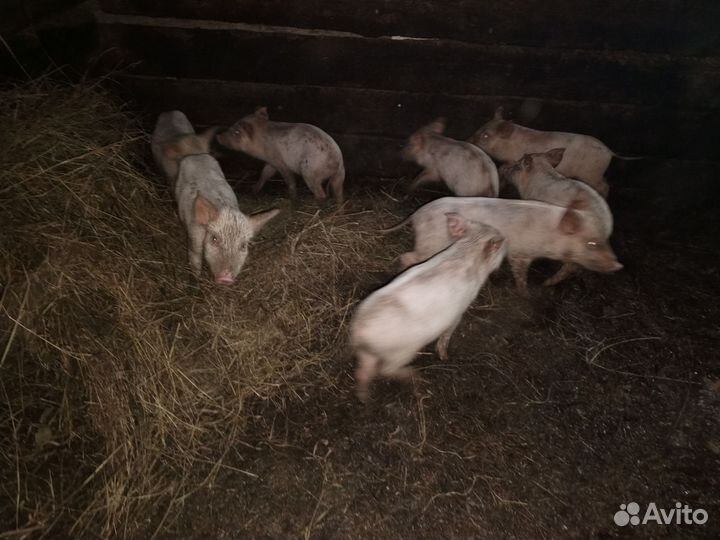 Поросята (свинки)