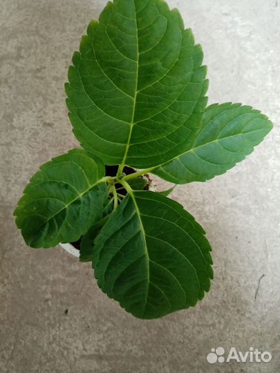 Гортензия крупнолистная