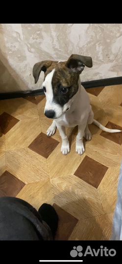 Отдам в добрые руки