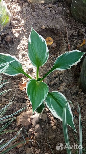 Хоста голубая Халцион