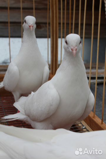 Белые голуби на свадьбу, венчание, выпускные