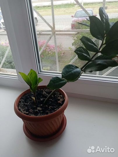 Комнатные растения цветы