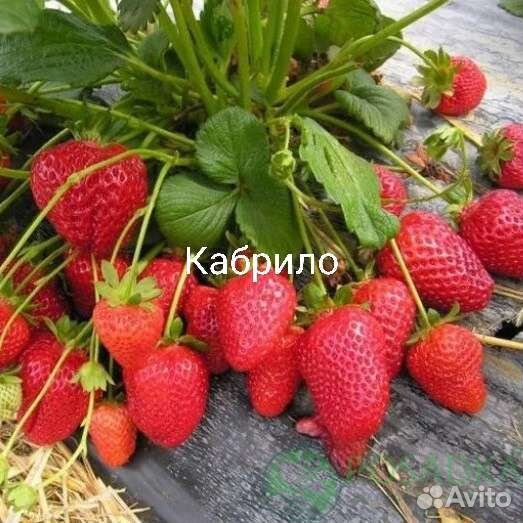 Рассада Клубники Альба, Кабрилло, Мурино, Азия