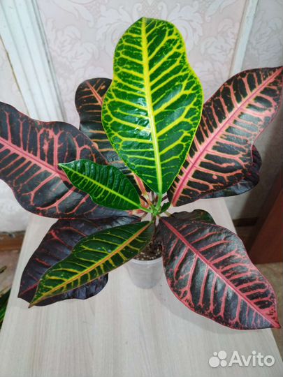 Комнатные растения