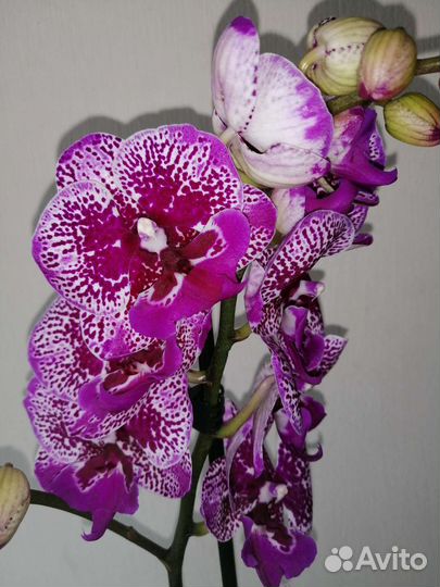 Орхидея фаленопсис мультифлора биг лип