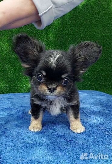 Чихуахуа длинношерстный мальчик