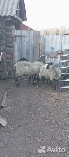 Продам барана