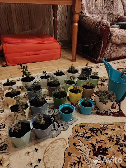 Денежное дерево толстянка