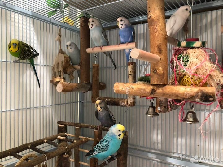 Клетка triol 5005, волнистые попугаи,корм,игрушки