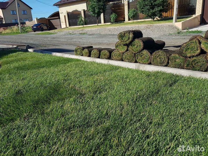 Рулонный газон стандартный