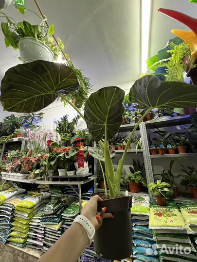 Алоказия Регал Шилдс Крупномер