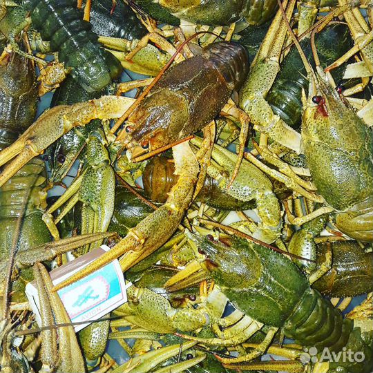 Раки живые / варёные