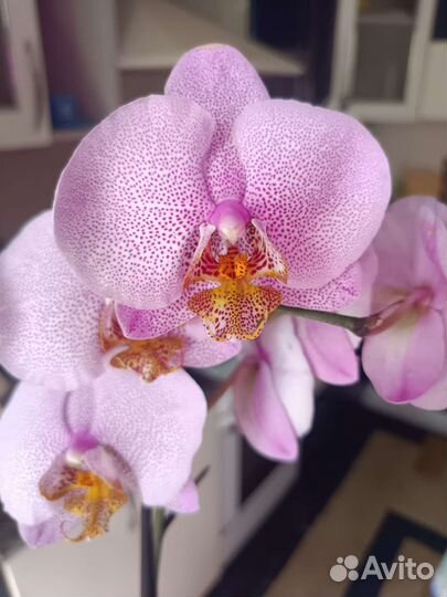 Орхидея фаленопсис Манхэттен