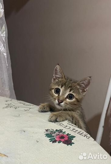 Отдам в добрые руки