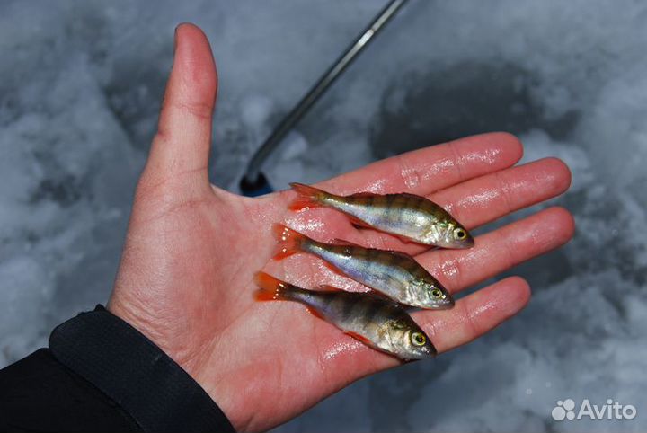 Живец на мурманском шоссе 24 часа