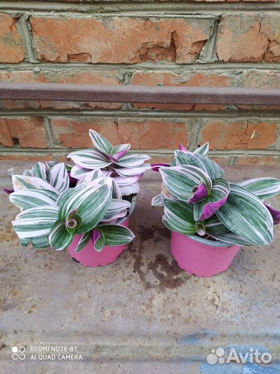 Суккуленты